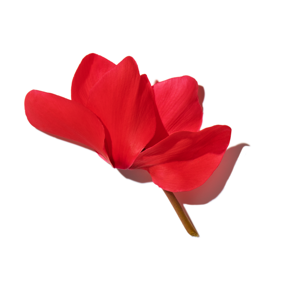 Cyclamen