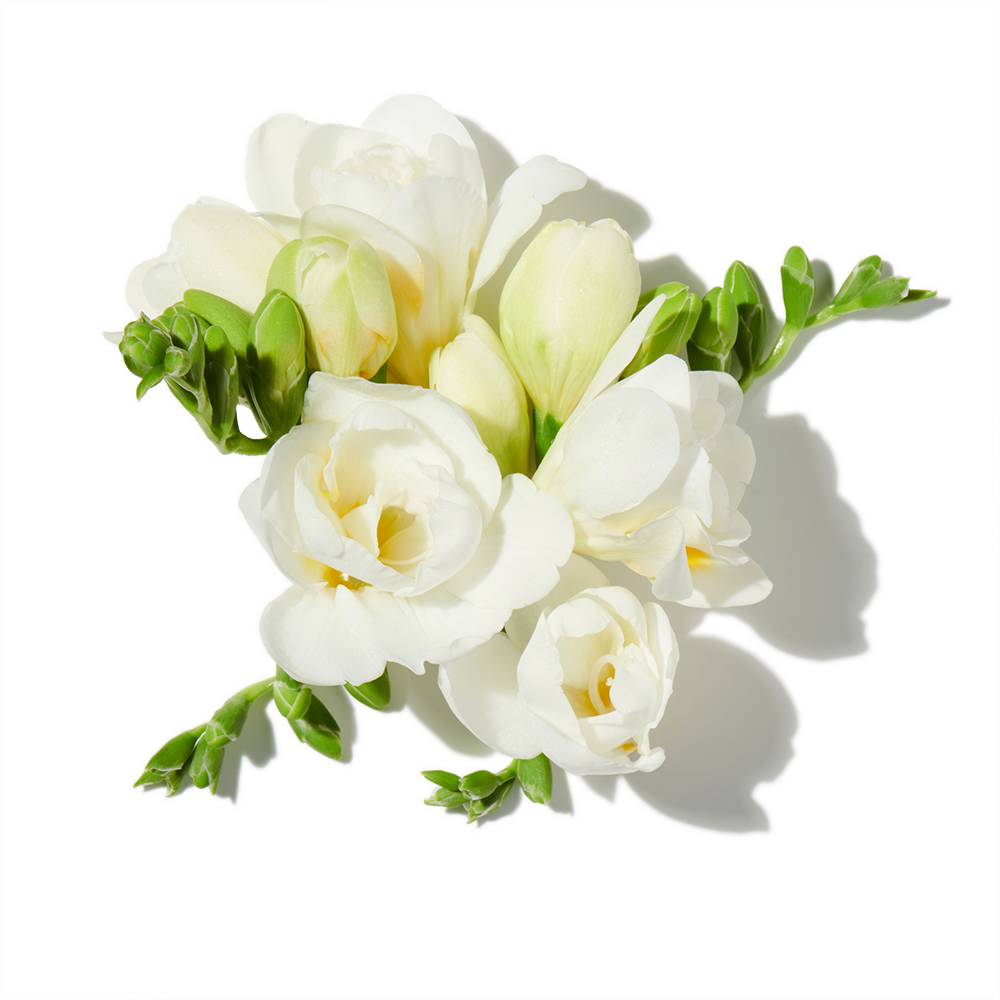 Freesia