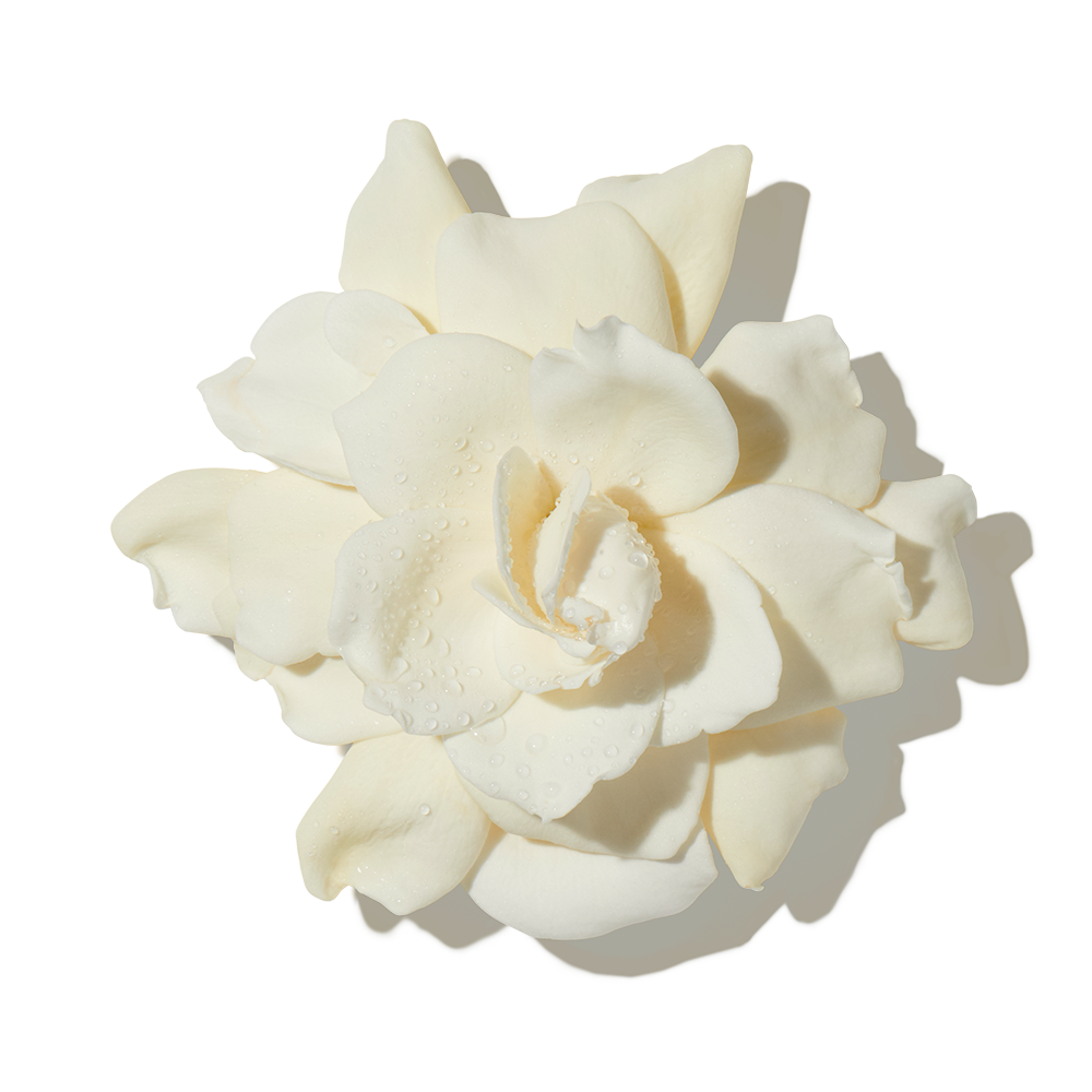 Gardenia