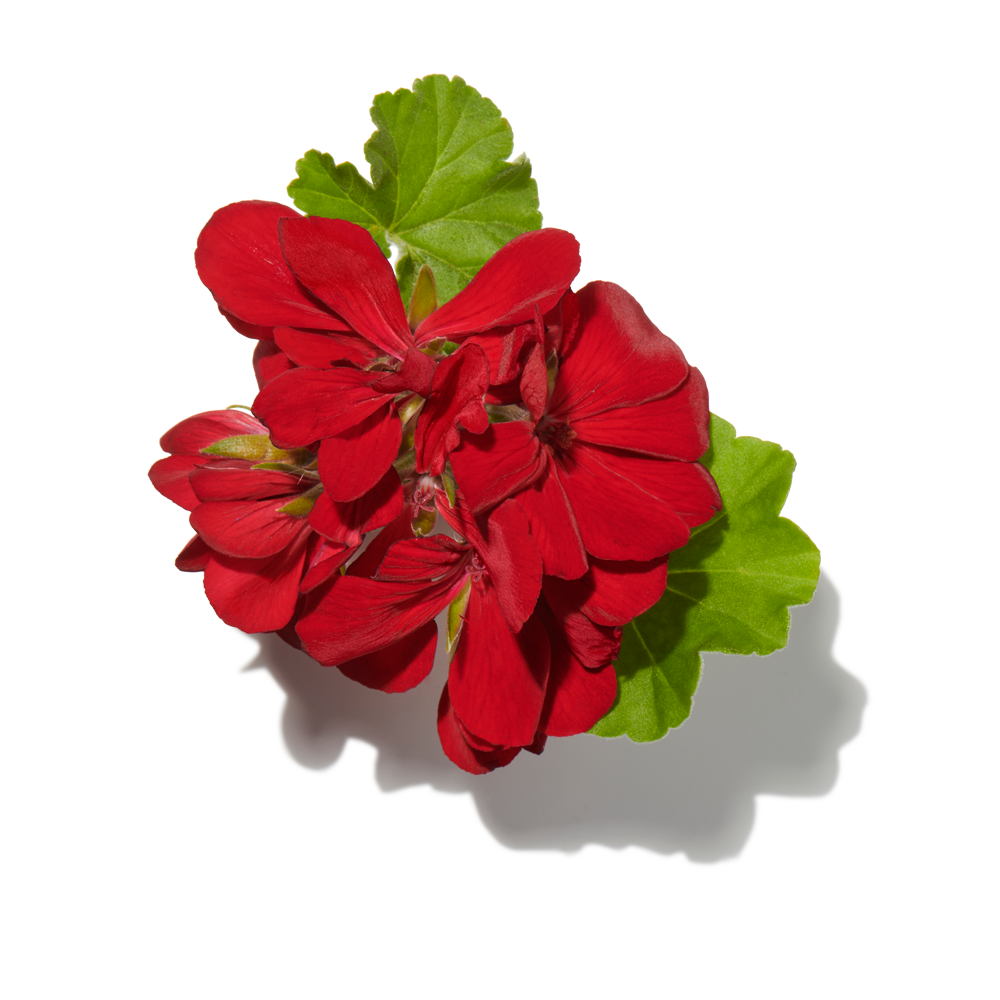 Pelargonium