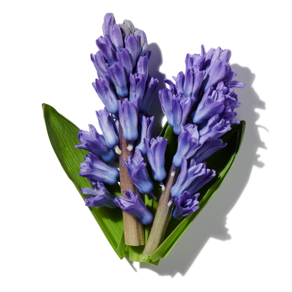 Hyacinth