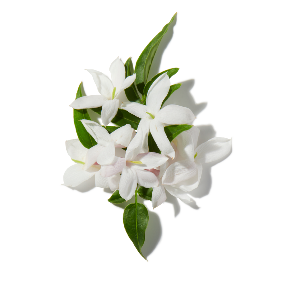Jasmine