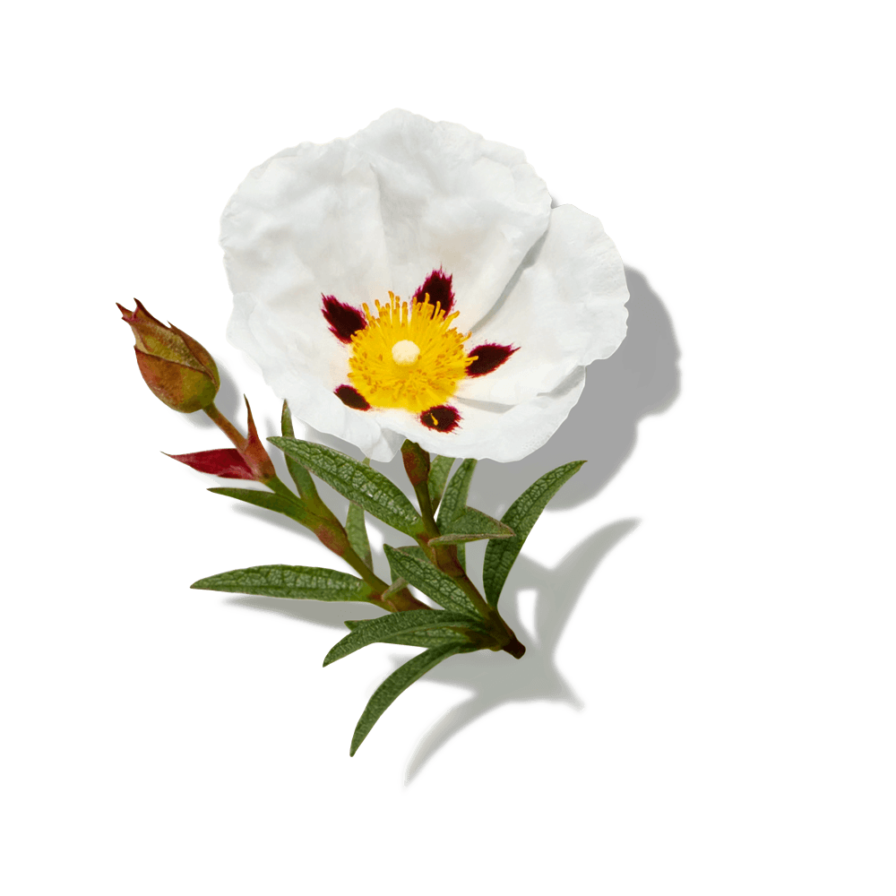 Labdanum