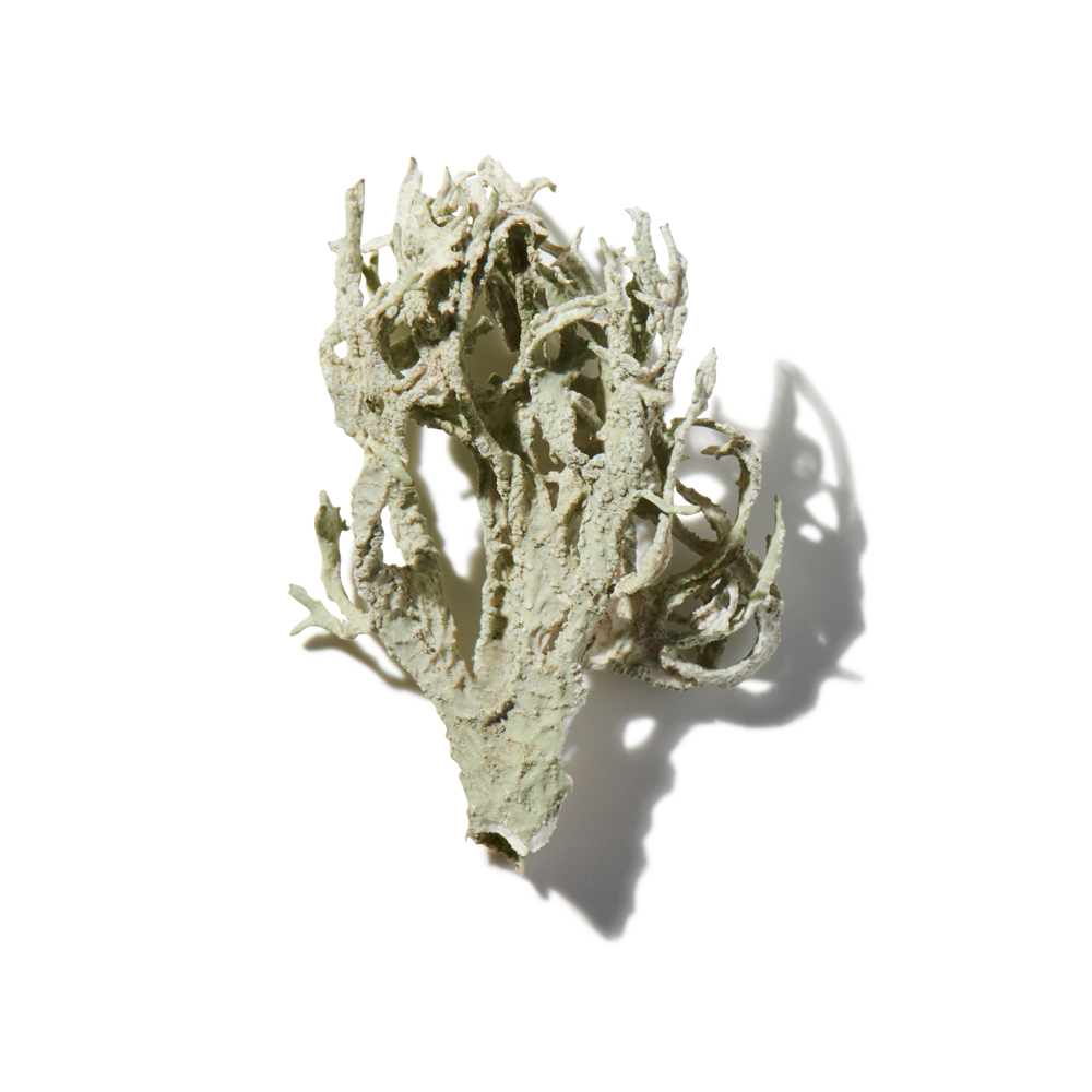 Oakmoss