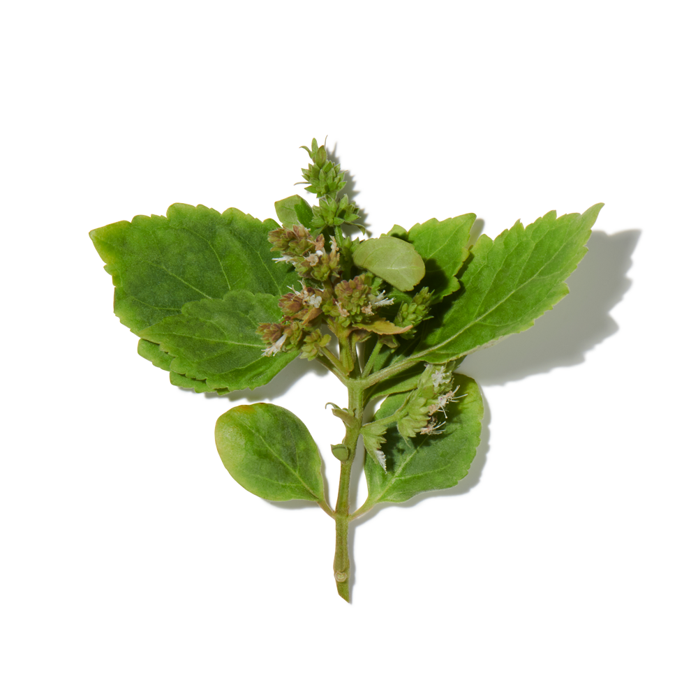 Patchouli