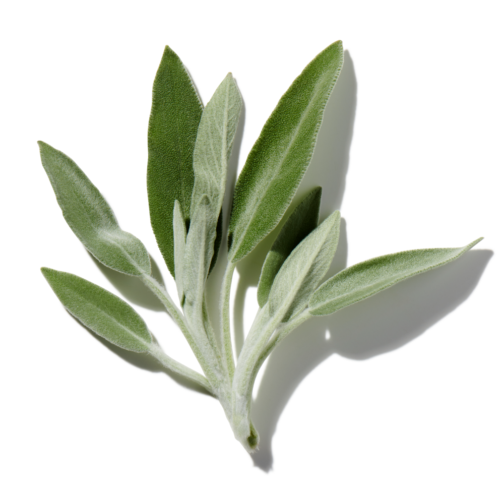 Sage