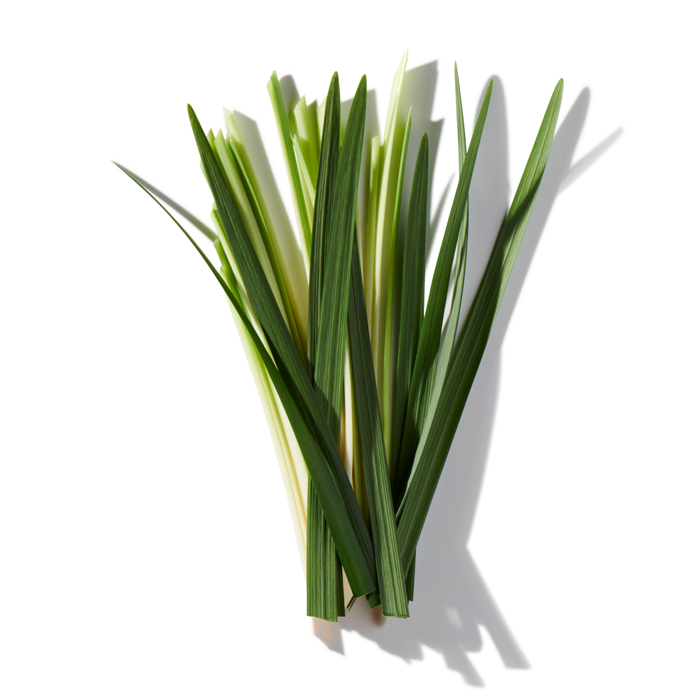 Vetiver