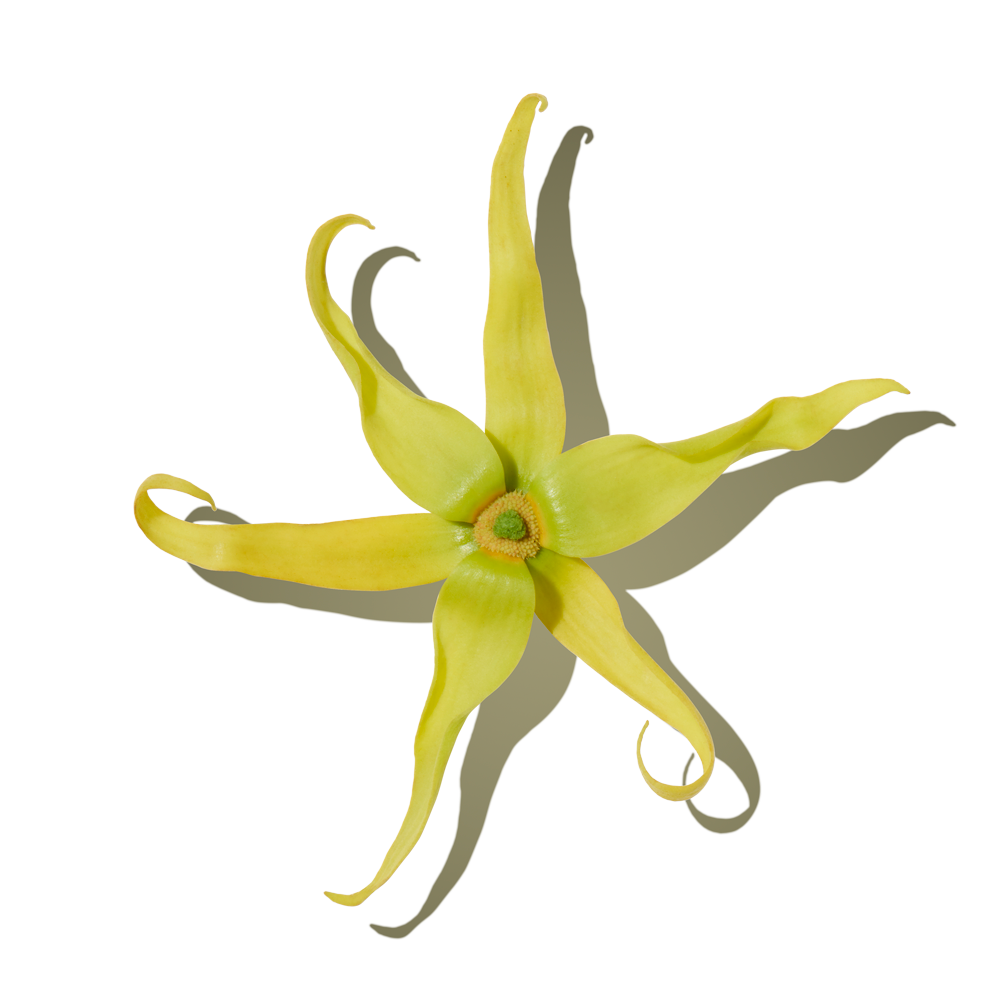 Ylang-Ylang